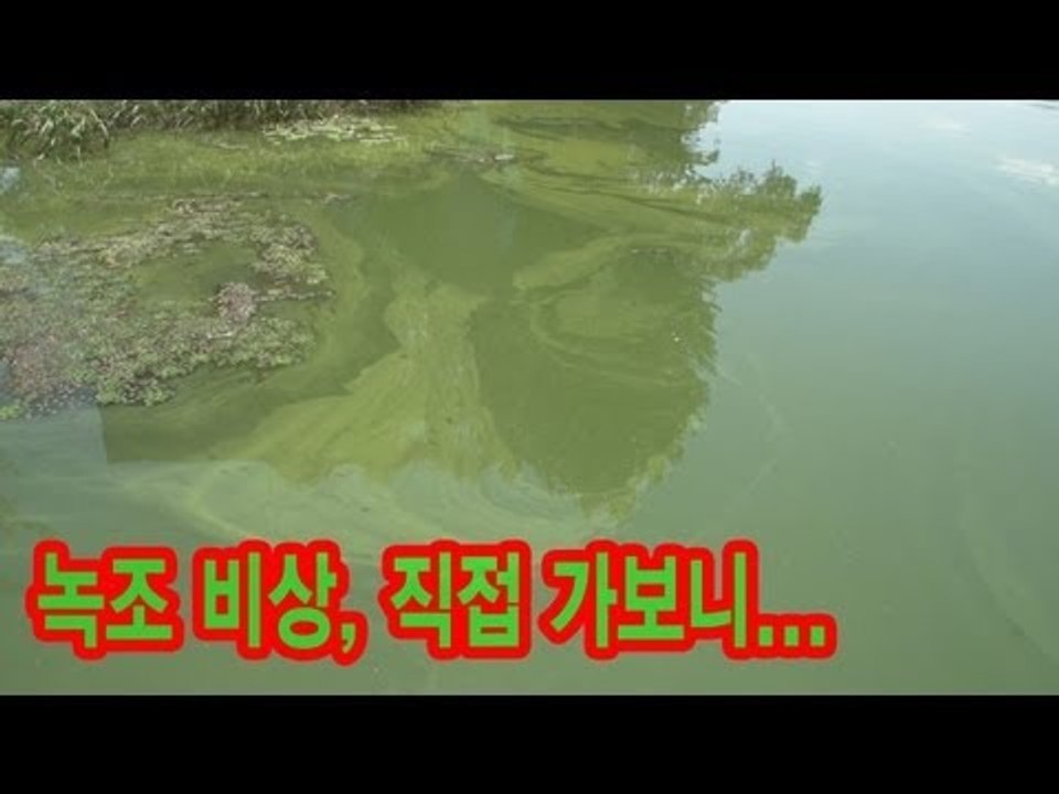 NocutView - 녹조 비상, 직접 가보니...