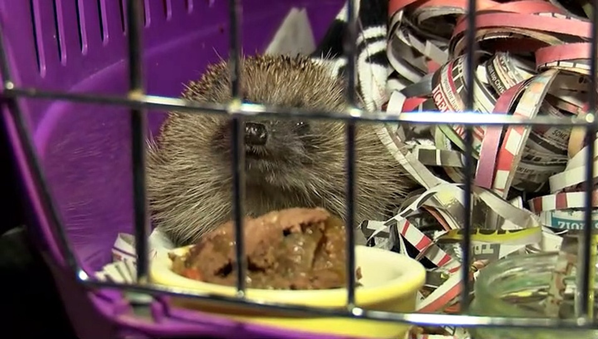 ⁣How To Protect Endangered Hedgehogs From Bonfires