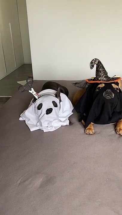 Homemade Halloween Costumes for Doggo Duo