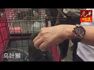 打击私藏贩售野生动物者 捉11人起获60只稀有动物