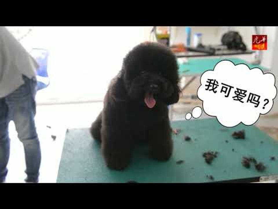 狗狗扮靓