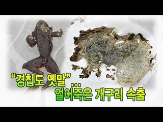 [NocutView] "경칩도 옛말"...얼어죽은 개구리 속출