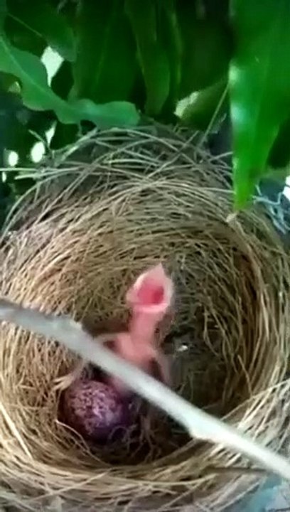 Funny bird