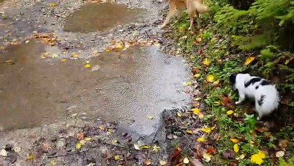 Promenade sous la pluie