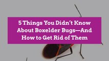 5 Things You Didn’t Know About Boxelder Bugs—And How to Get Rid of Them