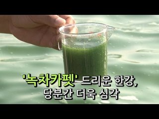 [NocutView] '녹차카펫' 드리운 한강, 당분간 더욱 심각