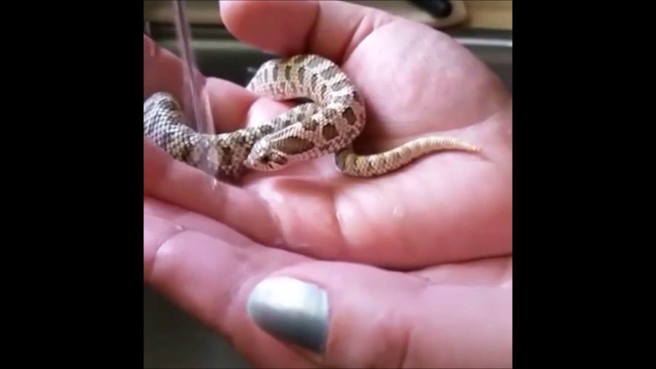 Ce petit serpent boit dans le creux de la main de sa maitresse... Trop mignon
