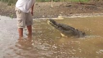 Il nourrit un énorme crocodile sauvage à la main