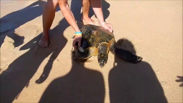 Des touristes sauvent une tortue piégée dans un filet de pêche