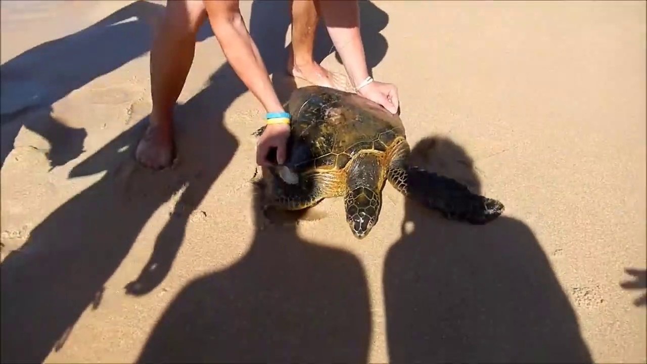 Des touristes sauvent une tortue piégée dans un filet de pêche
