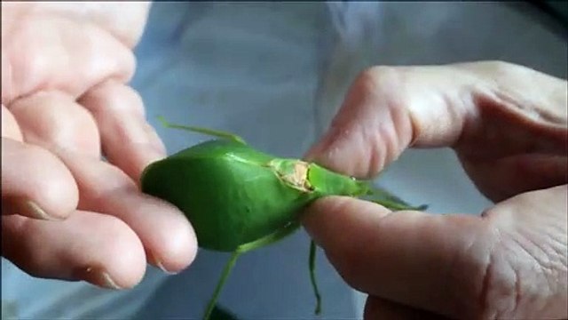 Ecoutez le son de cet insecte... Impressionnant