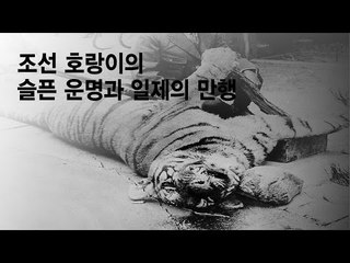 [1분 역사산책] 조선 호랑이의 슬픈 운명과 일제의 만행