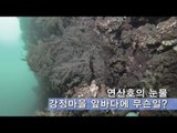 [NocutView] 연산호의 눈물… 강정마을 앞바다에 무슨일?