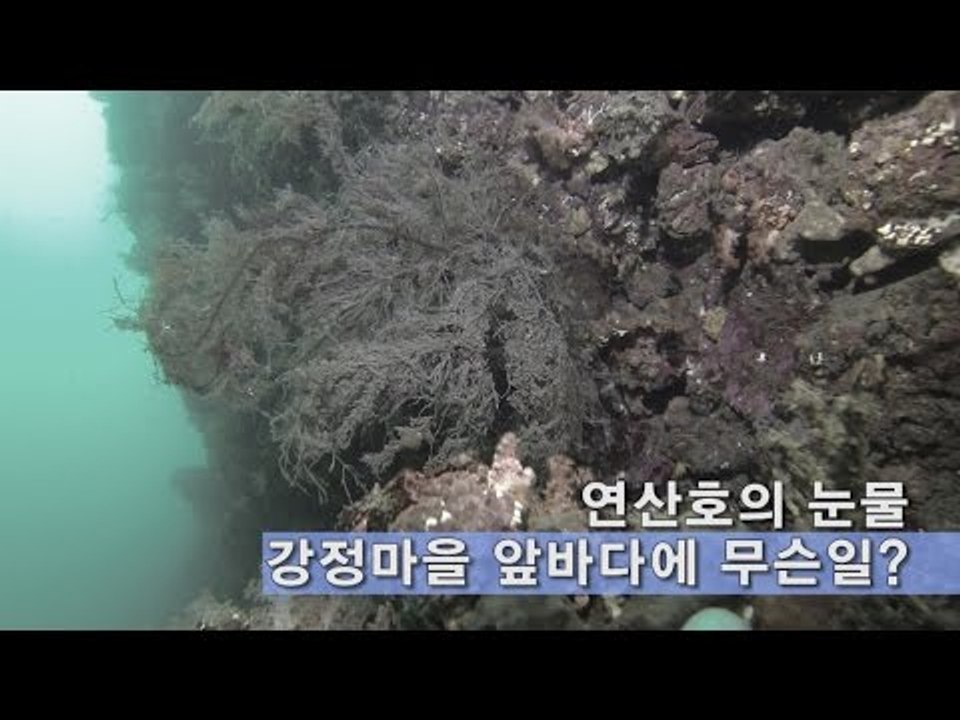 [NocutView] 연산호의 눈물… 강정마을 앞바다에 무슨일?