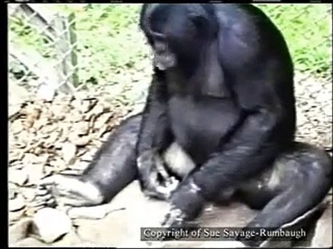 Taştan kendine alet yapıp aleti kullanan maymun