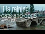 It is raining cats and dogs - 폭우가 내리다