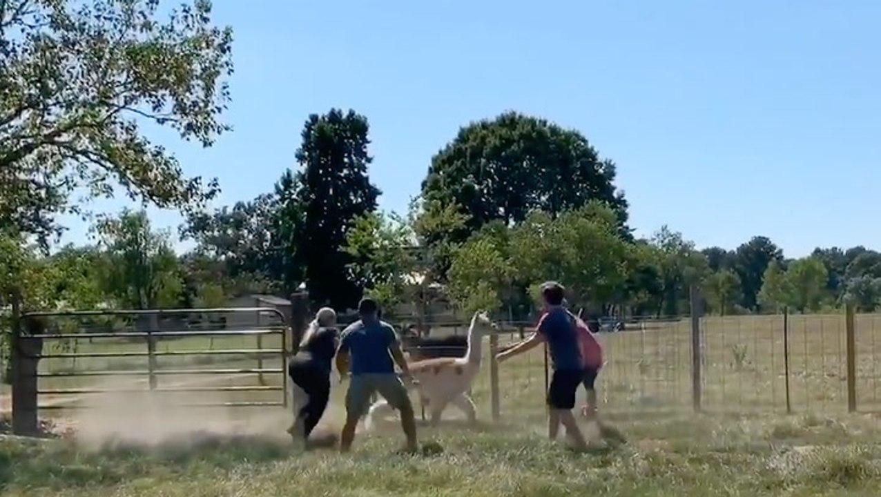 Catching An Alpaca Isn't As Easy As You'd Think