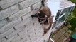 Baby Raccoon Scales Home Waiting for Its Mother