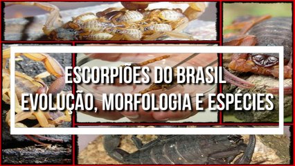 ESCORPIOES do Brasil - Evolucao, Morfologia e Especies