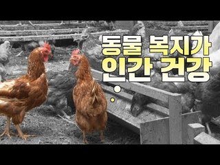 살충제 계란 파동…동물 복지가 인간 건강