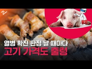 [쏘왓] 돼지열병 확산일로…"헉, 삼겹살값 엄청 올랐네요"