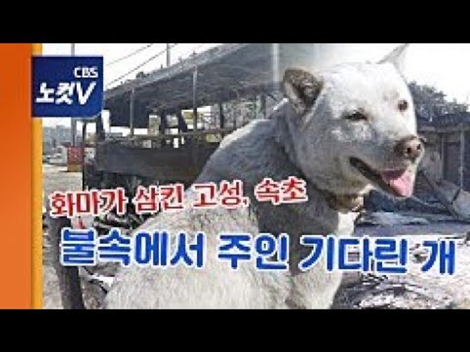 강원 산불 초토화된 마을, 화마속에서 주인을 기다린 개