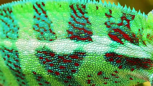 ¿Alguna Vez Has Visto Cómo Nace un Camaleón? Los Nacimientos Más Increíbles del Mundo Animal