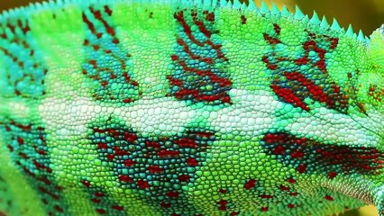 ¿Alguna Vez Has Visto Cómo Nace un Camaleón? Los Nacimientos Más Increíbles del Mundo Animal