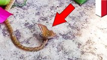 【双頭・奇形動物】インドネシア・バリ島で頭が二つあるヘビが発見される - トモニュース