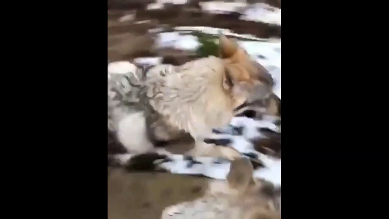 Wolf Dog Trying To Jump A Hole Gone Wrong