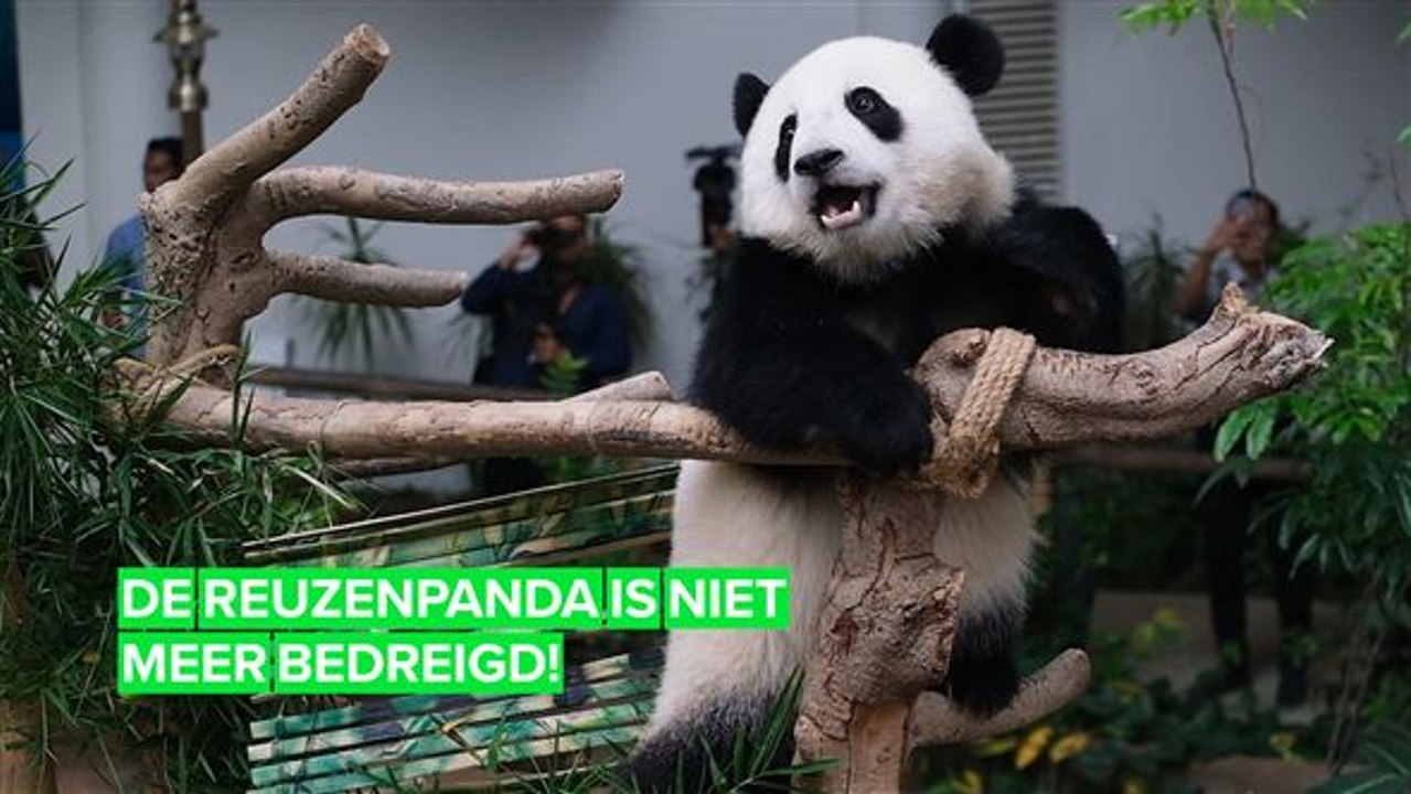 Schattigheid is de redding van de reuzenpanda