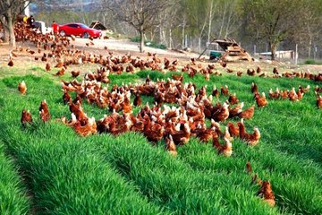 Açık artırmada 20 dolara 18 tavuk alacağını düşünürken 1000 tavuk aldı