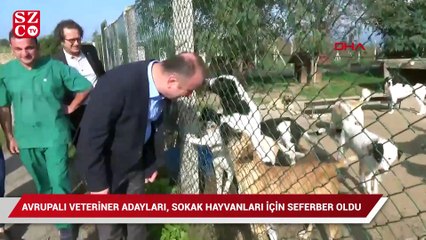 Download Video: Avrupalı veteriner adayları, sokak hayvanları için seferber