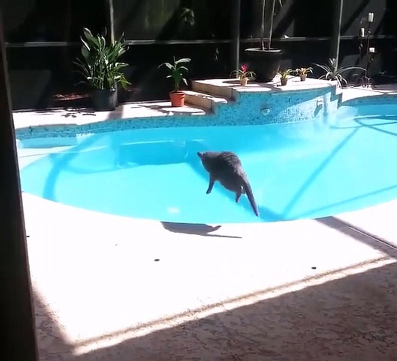 2572_chat-piscine