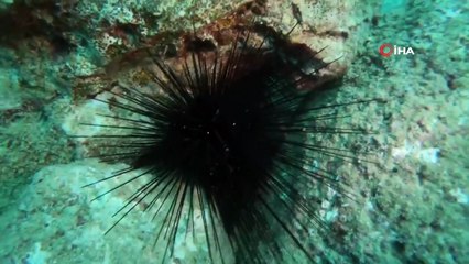 Kızıldeniz'den Gelen Zehirli Deniz Kestanesi (Diadema Setosum) Uyarısı