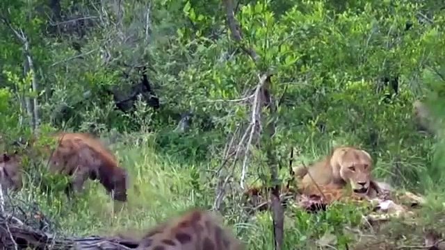 Animals Fighting For Foods Lion vs Hyena, Wild dog Amazing the Strongest Big Cat ULTIMATE FIGHT