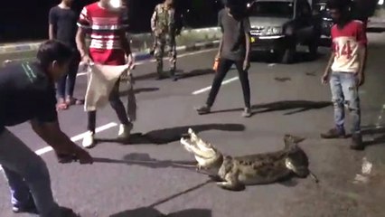 विशालकाय मगरमच्छ देख लोगों की बंध गई घिग्घी, 2 घंटे लगे काबू करने में, गुजरात से वीडियो वायरल