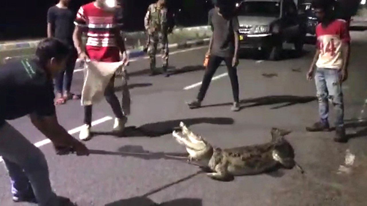 विशालकाय मगरमच्छ देख लोगों की बंध गई घिग्घी, 2 घंटे लगे काबू करने में, गुजरात से वीडियो वायरल