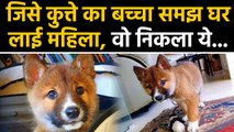 Viral हुई इस Animal की Photo, Dog समझ कर घर में ले आई थी महिला । वनइंडिया हिंदी