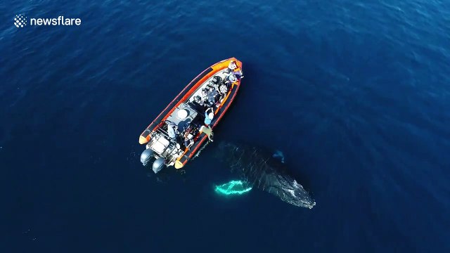 Curious whale circles boat and breaches next to it off California coast