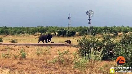 Baby Buffalo Shows Elephant Who's Boss