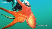 Giant Pacific octopus attempts to steal scuba diver's camera during incredible close encounter