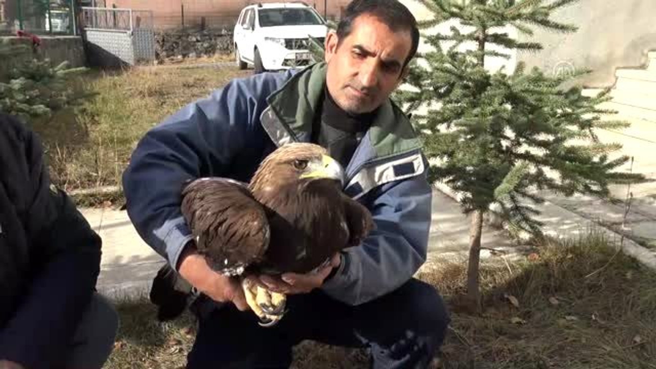 Yaralı bulunan kartal tedavi altına alındı - KARS