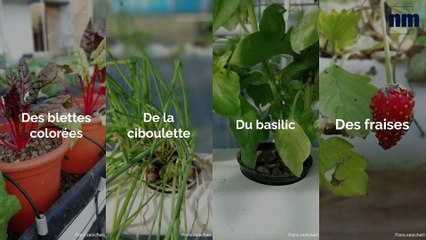 Quand les mairies prennent en main l’agriculture locale