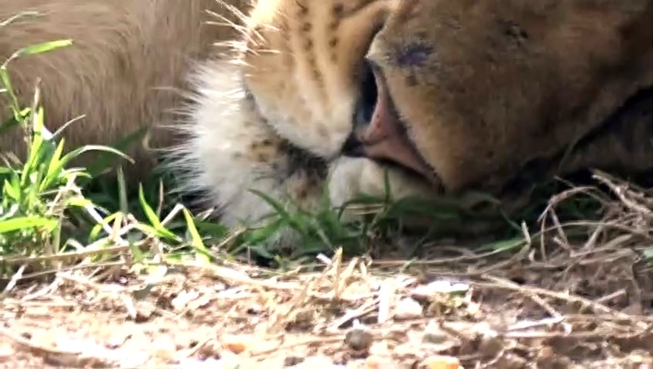 lion, attack men,