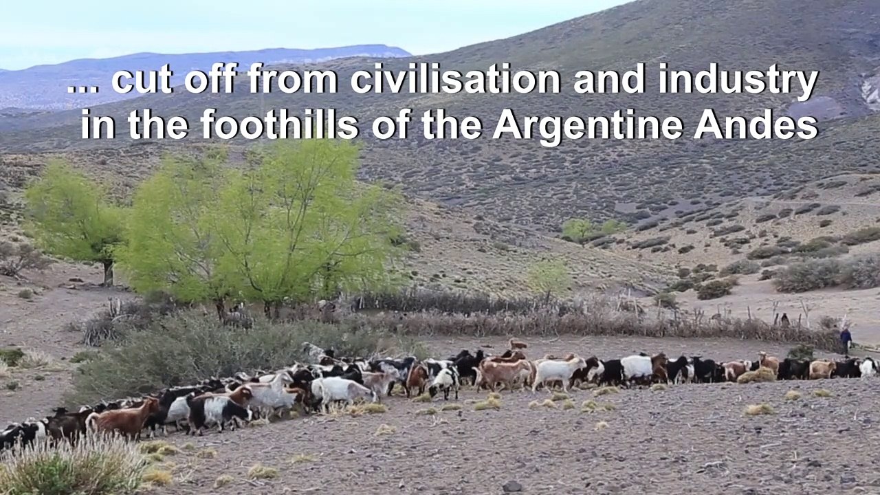 Argentine goat breeders search for pastures as climate changes