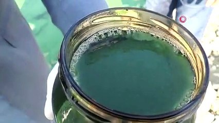 Atatürk Baraj Göleti'nin sağ şeridi ‘yeşil’ renge büründü