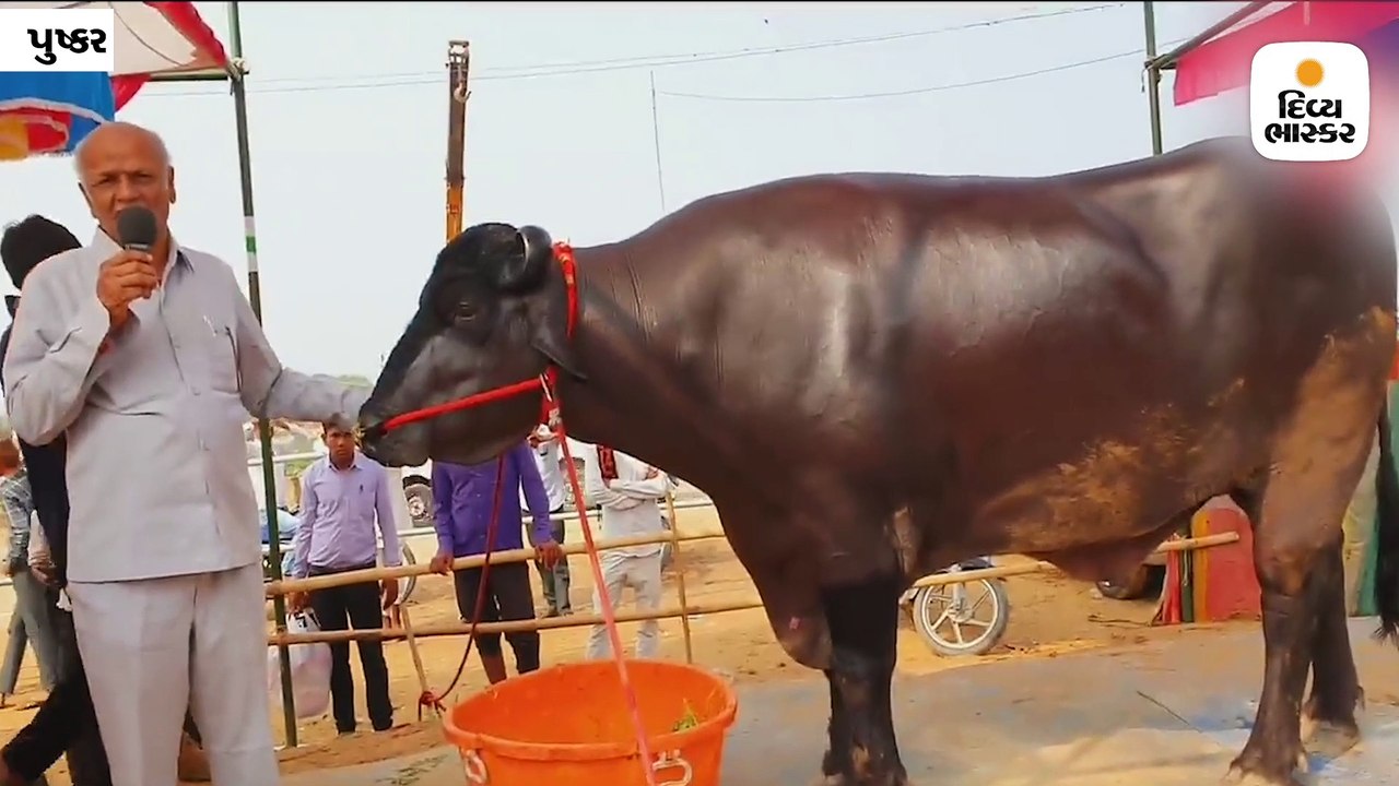 14 કરોડ રૂપિયાનો ‘ભીમ’ પાડો, દેખરેખમાં દર મહિને દોઢ લાખ રૂપિયાનો ખર્ચ આવે
