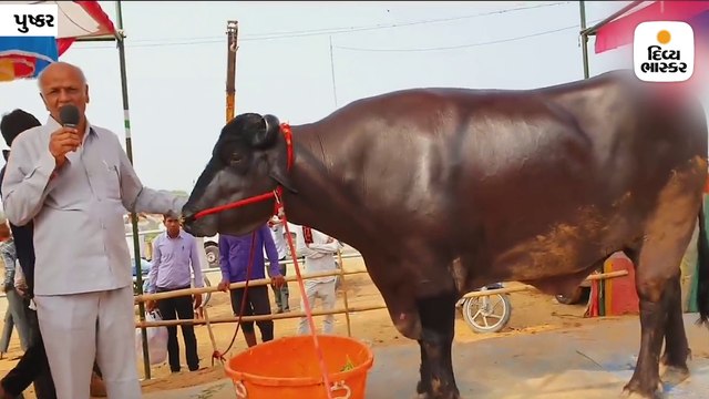 14 કરોડ રૂપિયાનો ‘ભીમ’ પાડો, દેખરેખમાં દર મહિને દોઢ લાખ રૂપિયાનો ખર્ચ આવે