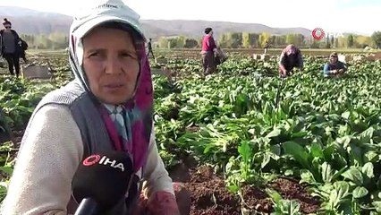 ISPANAK ZEHİRLENMESİ TOKAT2TAKİ SEVKİYATI ETKİLEMEDİ